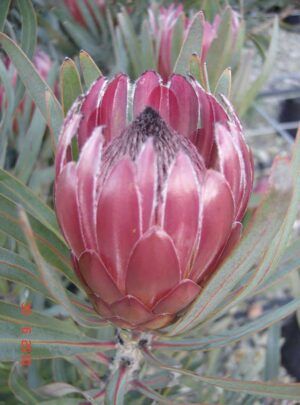 Roupe.jpg Protea 'Roupe' 15cm Pot