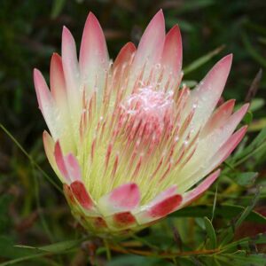 Ruby-Blush.jpg Protea 'Ruby Blush' 15cm Pot