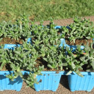 Ruschia-macowanii.jpg Ruschia Macowanii 6 Pack