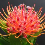 Scarlet Ribbon Leucospermum (pincushion) 15cm Pot