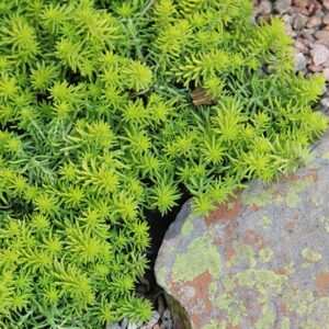 Sedum Angelina 128 Plug Tray Sedum Angelina 128 Plug Tray