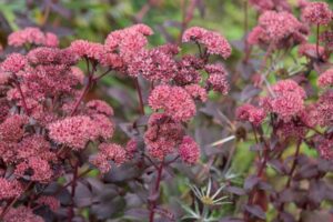 Sedum x Bertram Anderson 128 Plug Tray