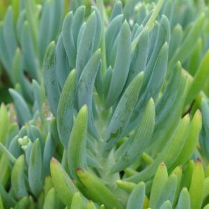 Senecio-crassulaefolius-6pack.jpg Senecio Crassulaefolius 6 Pack