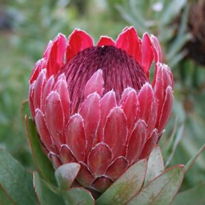 Sharonet.jpg Protea Sharonet 15cm Pot