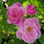 Simplicity Rose STD 90cm