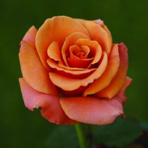 Singin-In-The-Rain-Hybrid-Tea-Rose-5lt.jpg Singin’ In The Rain Hybrid Tea Rose 5lt