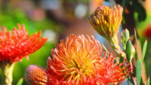 So® Exquisite Leucospermum (pincushion) 15cm Pot So® Exquisite Leucospermum (pincushion) 15cm Pot