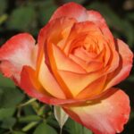 Southern Sun Rose STD 90cm