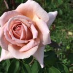 Spiced Coffee Rose STD 90cm