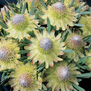 Starlight.jpg Protea 'Starlight' 15cm Pot