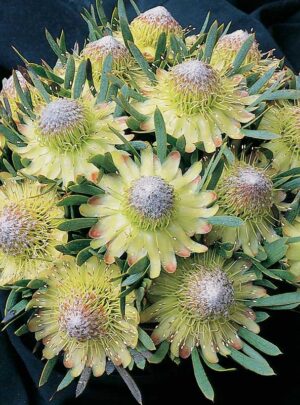 Starlight.jpg Protea 'Starlight' 15cm Pot