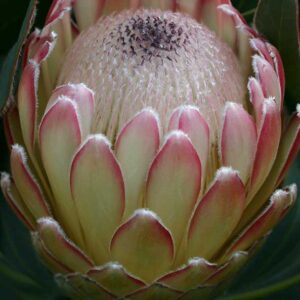 Susara.jpg Protea 'Susara' 15cm Pot