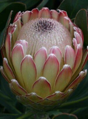 Susara.jpg Protea 'Susara' 15cm Pot
