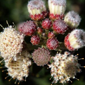Sweet Lucy Leucospermum (pincushion) 15cm Pot Sweet Lucy Leucospermum (pincushion) 15cm Pot