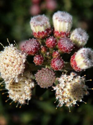 Sweet Lucy Leucospermum (pincushion) 15cm Pot