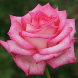 Rose Thuli Madonsela 5lt