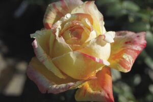 Tropical-Sunset.jpeg Tropical Sunset Hybrid Tea Rose 5lt