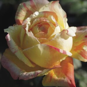Tropical-Sunset.jpeg Tropical Sunset Hybrid Tea Rose 5lt