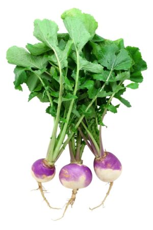 Turnips-200-Plug-Tray.jpg Turnips 200 Plug Tray