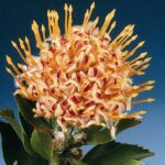 Leucospermum Veldfire (pincushion) 15cm Pot