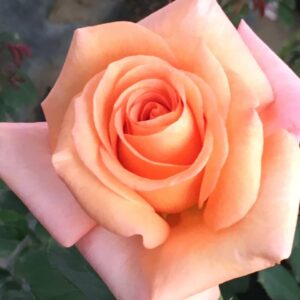 Warm-Wishes.jpg Warm Wishes Hybrid Tea Rose 5lt