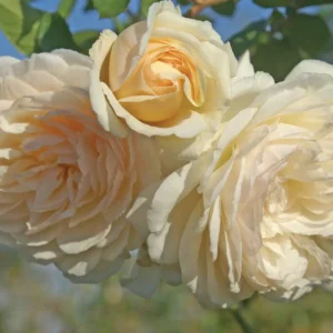 Wedding-Garland.webp Wedding Garland Climbing Rose 5lt