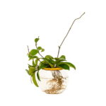 WhatsApp-Image-2022-07-14-at-7.12.38-PM-1.jpeg Fishbowl with Hoya - 10cm