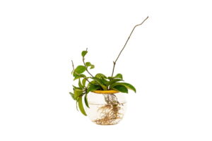 WhatsApp-Image-2022-07-14-at-7.12.38-PM-1.jpeg Fishbowl with Hoya - 10cm