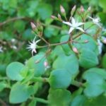 Crassula Spathulata 6 Pack