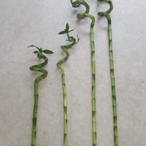 Lucky Bamboo Stems Lucky Bamboo Stems