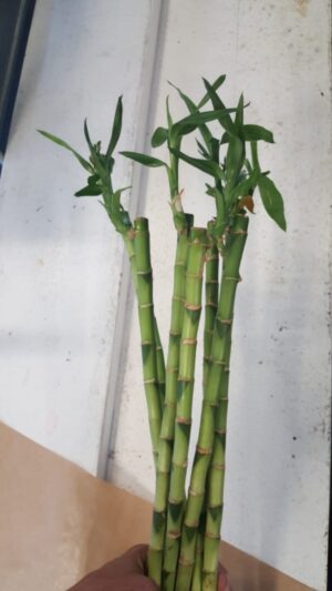 WhatsApp-Image-2025-01-20-at-16.25.27.jpeg Lucky Bamboo Stems