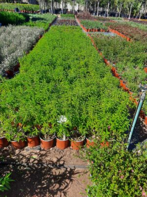 Leonotis Ocymifolia 17cm Pot