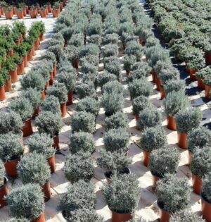 Helichrysum Italicum 17cm Pot Helichrysum Italicum 17cm Pot