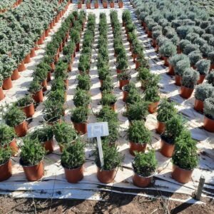 Helichrysum Teretifolium 17cm Pot Helichrysum Teretifolium 17cm Pot