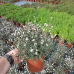 Eriocephalus 'Pink Blush' 17cm Pot Eriocephalus 'Pink Blush' 17cm Pot