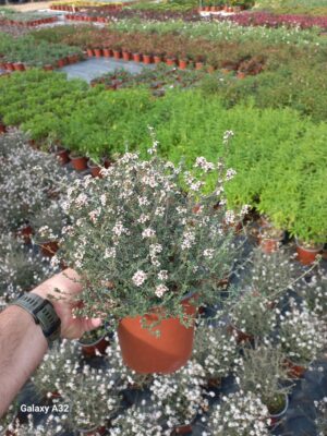 Eriocephalus 'Pink Blush' 17cm Pot Eriocephalus 'Pink Blush' 17cm Pot