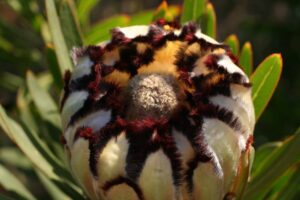 Protea 'White Knight' 15cm Pot