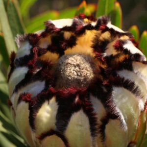 White-Knight-Protea-scaled-1.jpg Protea 'White Knight' 15cm Pot