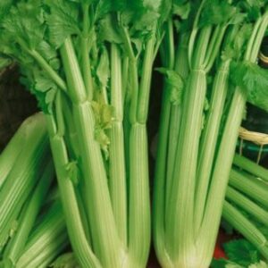celery.jpg Celery 6 pack