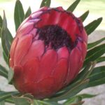 Protea 'Lady Yasmin' PBR 15cm Pot