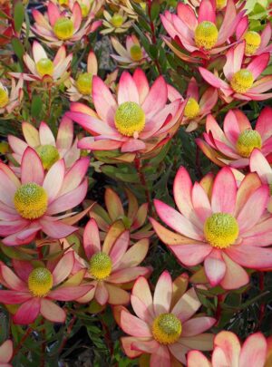 Leucadendron Plants (Cone Bushes) for sale at clicknplant nursery