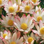 Leucadendron Harvest 15cm pot