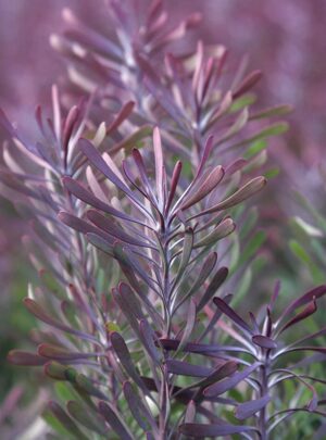 Leucadendron Purple Haze 15cm pot