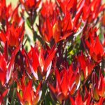 Leucadendron Red Devil 22cm Pot