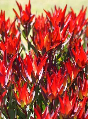 Leucadendron Red Devil 22cm Pot