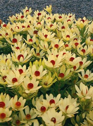 Leucadendron Summer Sun 22cm Pot