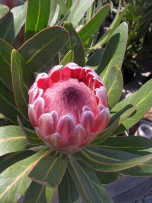 Pink Ice Protea 15cm Pot Pink Ice Protea 15cm Pot