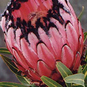 Protea Pink Mink 15cm Pot Protea Pink Mink 15cm Pot