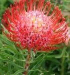 So® Sincere Leucospermum (pincushion) 15cm Pot So® Sincere Leucospermum (pincushion) 15cm Pot
