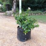 Jasminum Multipartitum 20lt